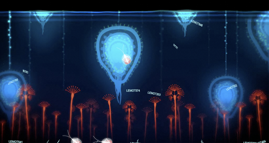 Euphosia 0.1
